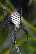 Spider, Argiope bruennichi