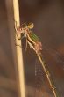 Dragonfly (Lestes Barbarus)