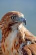 Eagle of red tail (Buteo jamaicensis)