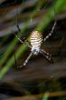 Spider, Argiope bruennichi