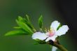Flower  Almond Tree