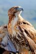 Eagle of red tail (Buteo jamaicensis)