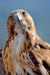 Eagle of red tail (Buteo jamaicensis)