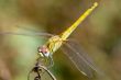 Dragonfly ( sympetrum sp )