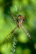 Spider, Argiope bruennichi
