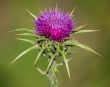 Thistle