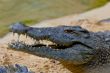 A nile crocodile, Crocodylus niloticus