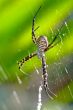 Spider, Argiope bruennichi
