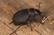 Beetle (Timarcha Tenebricosa)