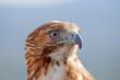 Eagle of red tail (Buteo jamaicensis)