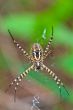 Spider, Argiope bruennichi