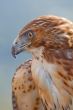 Eagle of red tail (Buteo jamaicensis)