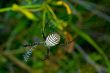 Spider, Argiope bruennichi