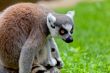 Lemur of ring-shaped tail ,Lemur catta