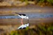 Black-Winged Stilt