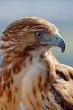 Eagle of red tail (Buteo jamaicensis)