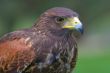 Harris`s falcon ( Parabuteo unicintus )