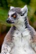 Lemur of ring-shaped tail ,Lemur catta