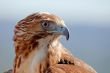 Eagle of red tail (Buteo jamaicensis)