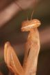Praying mantis ( Mantis religiosa )