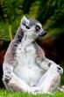 Lemur of ring-shaped tail ,Lemur catta