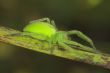 spider -micrommata virescens