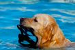 Golden Retriever swimming