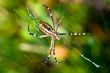 Spider, Argiope bruennichi