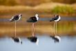 Black-Winged Stilt