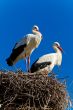 white stork