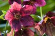 Helleborus niger