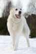 Central asian shepherd dog breed is on the snow