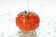 tomato in water