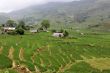 Rice field