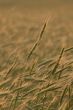 Wheat field