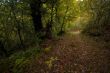 Forest path