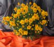 Chrysanthemum in pot