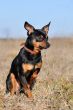 miniature pinscher