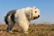 Old English Sheepdog
