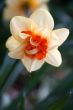 Daffodil (Narcissus)