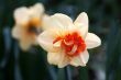 Daffodil (Narcissus)