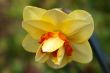 Daffodil (Narcissus)