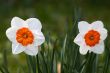 Daffodil (Narcissus)