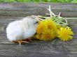 A small chicken and a bunch of dandelions