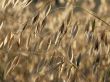 A sprig of golden oats on the field