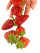 Strawberry falls on women`s hands 