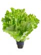 Lettuce in a pot isolated on a white background