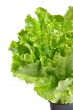 Lettuce in a pot isolated on a white background