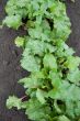 Young beets on a bed in the garden