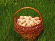 Eggs in a wicker basket on the green grass